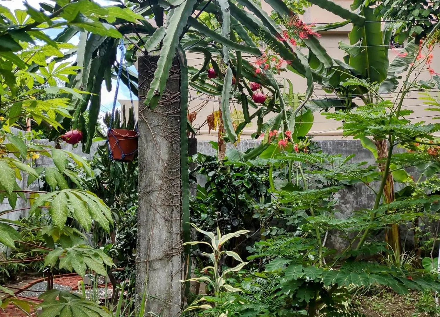 Hostal Macaw Guayaquil Ecuador